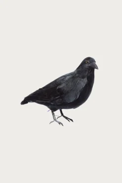 Crow 2 (Large)