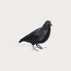 Crow 1 (Small)