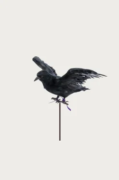 Flying Crow