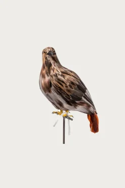 Large Hawk